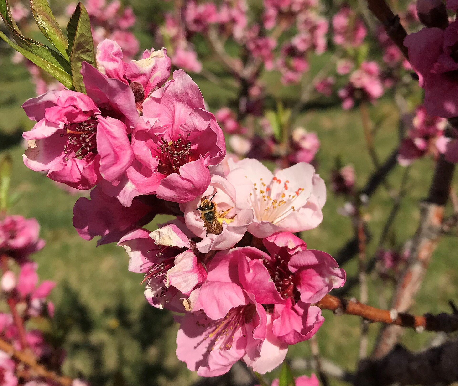 Pale pink peach blossoms with a bee inside one flower